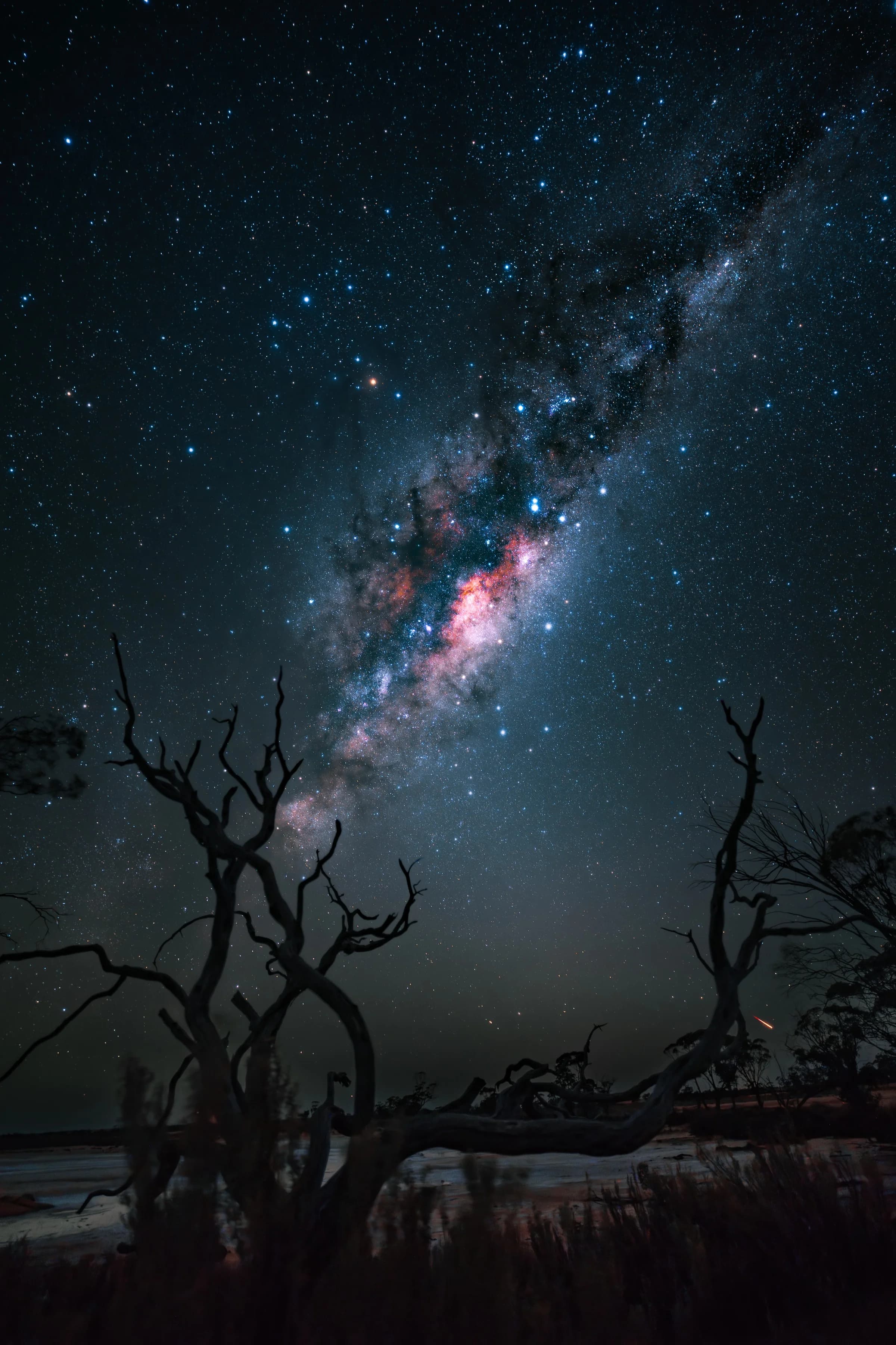 Galactic Core Rising Over Dead Trees
